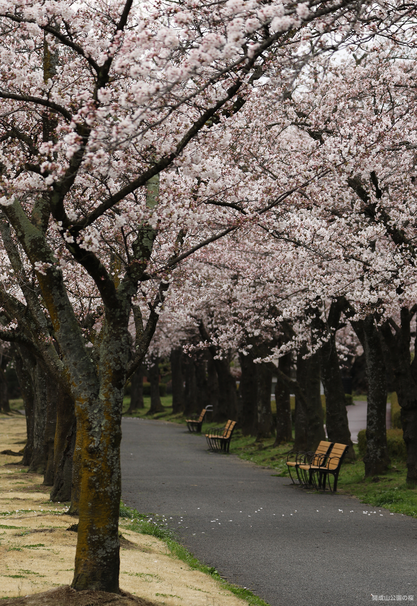 開成山公園の桜
