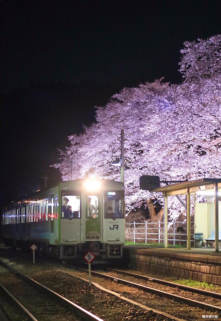 舞木駅の桜