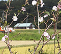 二季咲きの桜（アーコレード）