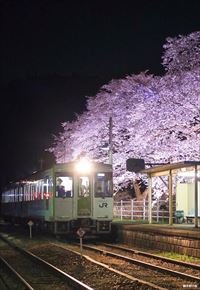 （57）舞木駅の桜