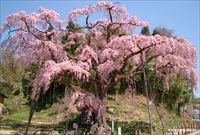 （13）紅枝垂地蔵桜