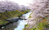 藤田川ふれあい桜3