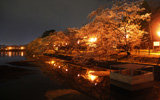 五百淵公園夜桜