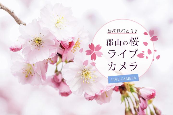 桜の名所をライブ映像で配信中!!