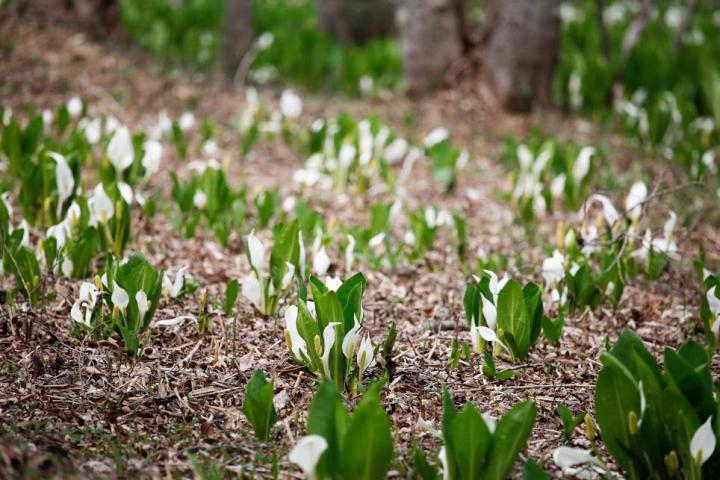 馬入新田水芭蕉群生地