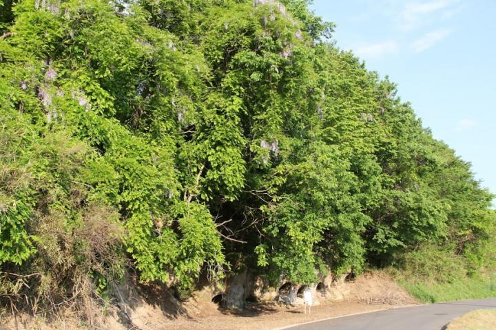 小川蝦夷穴