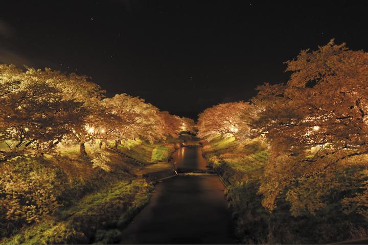 藤田川ふれあい桜